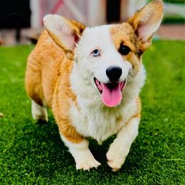 Willa - Pembroke Welsh Corgi