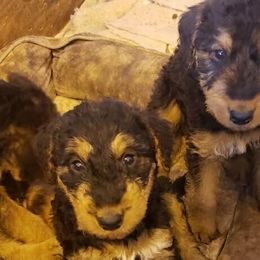 Airedale Terriers from Perry’s Pup’s