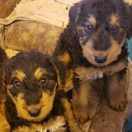 Airedale Terriers from Perry’s Pup’s