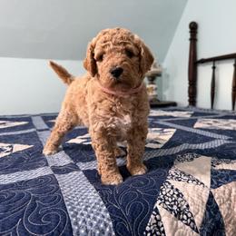 Miss Kay - Cream female Poodle puppy in Fairfield, North Carolina from Leaning T Ranch
