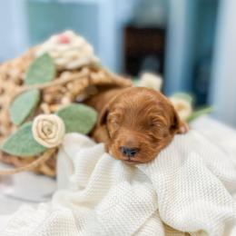 Reed - Red  male Goldendoodle puppy in Sulphur, Louisiana from Curly Q’s Of Carlyss