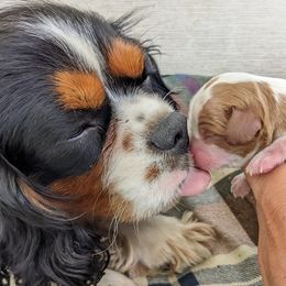 Golden Retrievers from TLC Pups