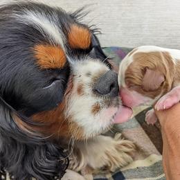 Golden Retrievers from TLC Pups