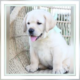 Cleo's Mint - Yellow male Labrador Retriever puppy in Pasco, Washington from ROCK CREEK LABRADORS Pasco, WA