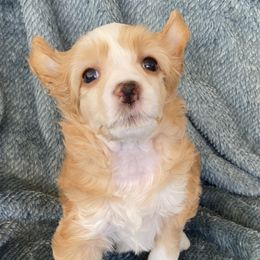 Lindsey Buckingham - Chocolate Chinese Crested puppy in Temecula, California from SoCal Chinese Crested