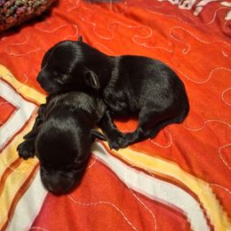 Girl 2 - Black female Schnoodle puppy in New Cambria, Kansas from Shrivers' Sweethearts