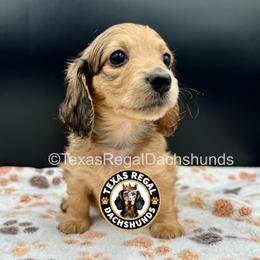 Lainey - Cream female Dachshund puppy in Houston, Texas from Texas Regal Dachshunds LLC