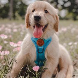 Golden Retrievers from Marshall Goldens