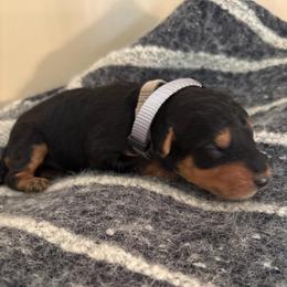 Mr Grey - Black and tan male Airedale Terrier puppy in Huntersville, North Carolina from Cool Hand Luke Kennels