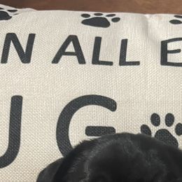 Pug Puppies from Pugs & Kisses