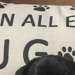Pug Puppies from Pugs & Kisses
