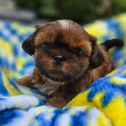 Lily's Male - Red and white male Shih Tzu puppy in Oakville, Washington from Garrard Creek Shih Tzus