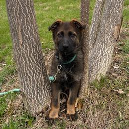 Tikka - Sable female German Shepherd puppy in Milan, Illinois from Stonewick German Shepherds