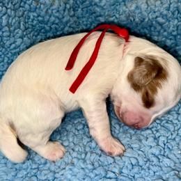Louis - Blenheim male Cavapoo puppy in Fort Worth, Texas from Creekwood Miniature Cavapoos