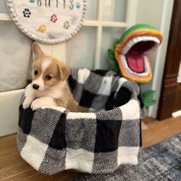 Boy 1 - Red male Pembroke Welsh Corgi puppy in Darlington, Wisconsin from D&D P.W.Corgi's