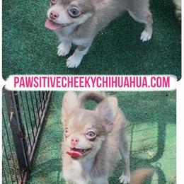 Khloe- chocolate blue - Chocolate blue female Chihuahua puppy in Williamsburg, Virginia from PAWSitive Cheeky Chihuahuas