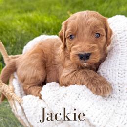 Jackie - Red  male Goldendoodle puppy in Melba, Idaho from KZ Doodles