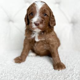 Harrison - Red  male Goldendoodle puppy in Sterling, Illinois from Charley's Goldendoodles