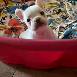 Bulldog and French Bulldog Puppies from Jhuntfrenchies