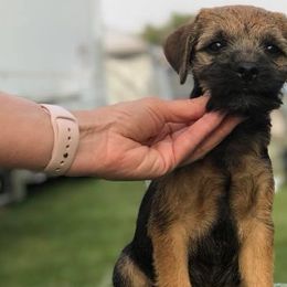 Border Terriers from Meadowlake Terriers