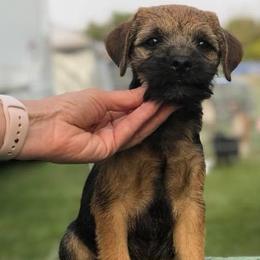 Border Terriers from Meadowlake Terriers