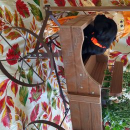 Miniature Schnauzer Puppies from Camp Creek Schnauzers