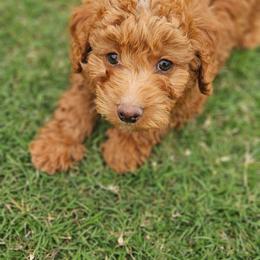 Toast - Red  male Goldendoodle puppy in Tucson, Arizona from Ever After Doodles Arizona