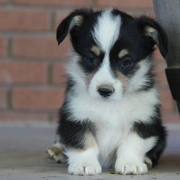 Girl 2 - American Corgi puppy in Utah from Hallows Corgis