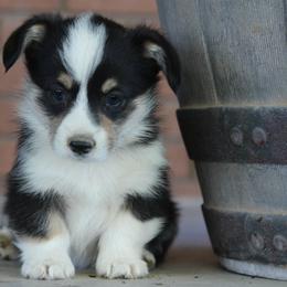 Girl 2 - American Corgi puppy in Utah from Hallows Corgis