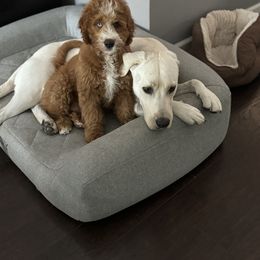 Bernedoodle Puppies from Palmetto Bernedoodles Boutique