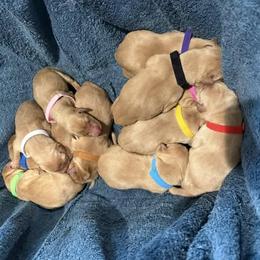 Yellow - Yellow male Labrador Retriever puppy in Oklahoma City, Oklahoma from H & H Retrievers
