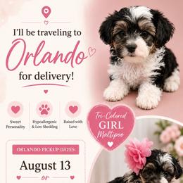 Black with white Girl - Black & tan tri-color female Maltipoo puppy in Bentonville, Arkansas from Bellamy Maltipoos