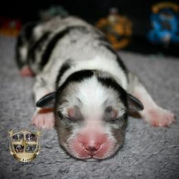Cupid - Blue merle male Miniature Australian Shepherd puppy in El Dorado Springs, Missouri from HP Aussie Kennels