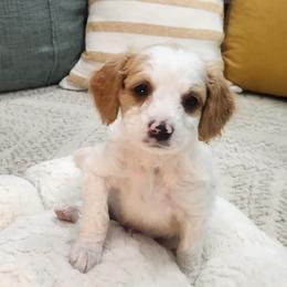 Socrates - Apricot male Cavapoo puppy in Highland, Utah from Angel Pups Deluxe