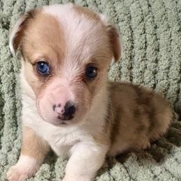 Twix - Red merle and white female American Corgi puppy in Endeavor, Wisconsin from Mac-Kuz Kennels