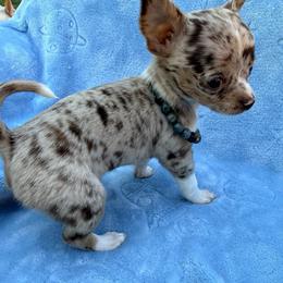 Chanel AKC (runt) lilac - Merle female Chihuahua puppy in Seneca, Missouri from Stephanie’s Puppy Colony