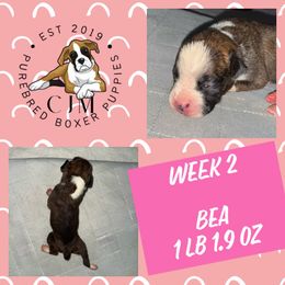 Bea - Brindle female Boxer puppy in Jupiter, Florida from CJM Boston and Boxer Puppies
