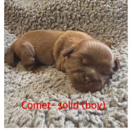 Comet - Liver male Shih Tzu puppy in Ada, Oklahoma from Rollins Farms Shih Tzus