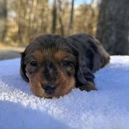 Darla - Black and tan female Dachshund puppy in Newport, Tennessee from Justice Doxies