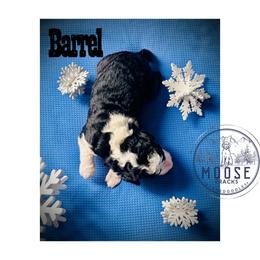 Barrel - Tri-color male Bernedoodle puppy in Belleville, Michigan from Moose Tracks Bernedoodles