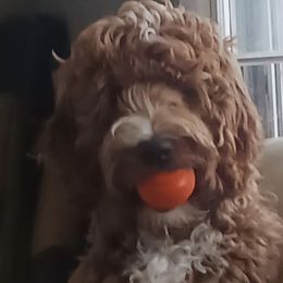 Bernedoodle, Goldendoodle, and Labradoodle All Grown Up from Only Doodles!