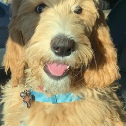 Goldendoodle and Poodle Puppies from Prime Doodles