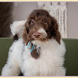Cupid - Brown and white male Bernedoodle puppy in Connersville, Indiana from Deaz Doodle Ranch