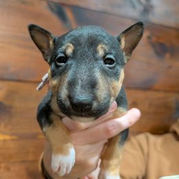 Brandi - Black and tan female Miniature Bull Terrier puppy in London, Kentucky from Barton's Miniature Bull Terrier