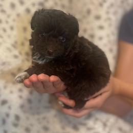 Marshall - Brown and white male Aussiedoodle puppy in Timpson, Texas from Double S Kennel