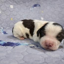 Pink - Liver white and roan female English Springer Spaniel puppy in Edinburg, Texas from M L Springers/ Texas Legacy Dachshunds