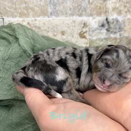 Brigid - Merle female Bernedoodle puppy in Midland, Michigan from Northern Charm Farm