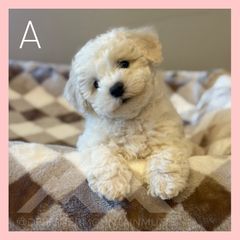 Queso - Blenheim male Cavachon puppy in Smoot, Wyoming from Designer Mountain Mutts