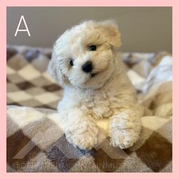 Queso - Blenheim male Cavachon puppy in Smoot, Wyoming from Designer Mountain Mutts