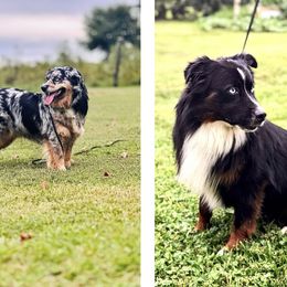 Aussiedoodles, Miniature Australian Shepherds, and Toy Australian Shepherds from Forever Aussies and A Doodle